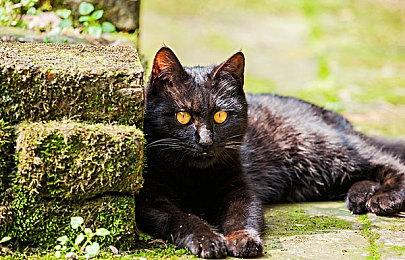 《圣剑传说Visions of Mana》PS4版发布将延期